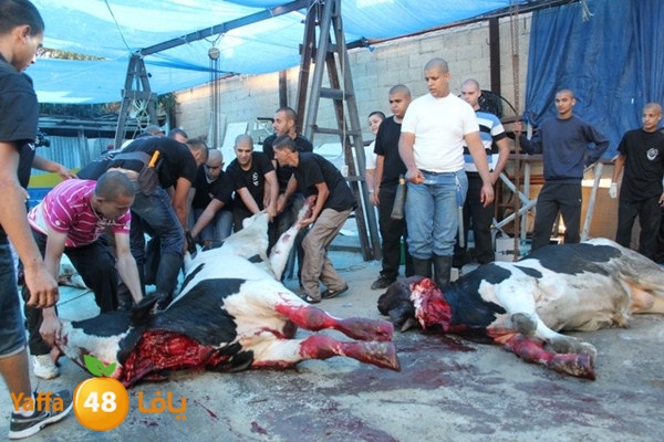 ada7y 116 n1 (28).JPG